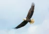Beliebteste Super-Telezoom Objektive Adler im Flug