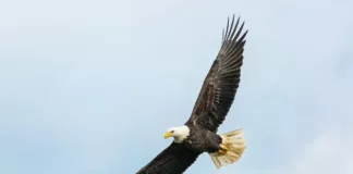 Adler im Flug