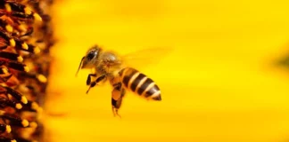 Biene Makro mit Umkehrring