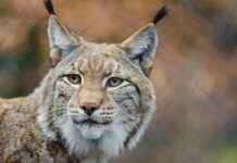 bildbewertungl luchs zoo