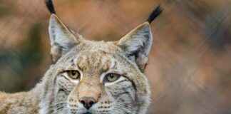 bildbewertungl luchs zoo