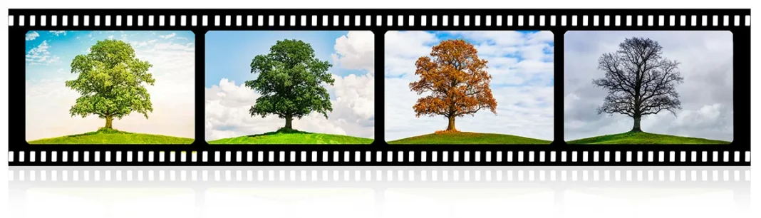 bildserie eines baumes