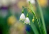 Blumen Fotografie