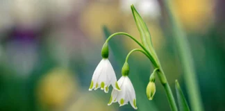 Blumen Fotografie