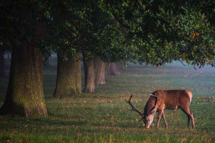 WIldlifefotografie