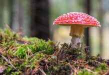 Natur fotografieren in der Nähe