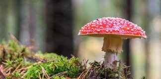 Natur fotografieren in der Nähe