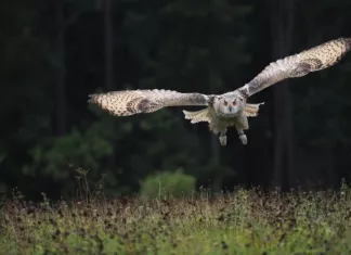 Eule im Flug
