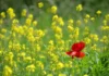 Blumen fotografieren im Frühling: 7 Profi Tipps Frühlimg