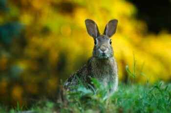 Wildhase