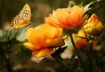 Insekten fotografieren