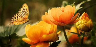 Insekten fotografieren