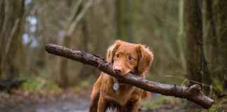 Hund mit Stock auf Augenhöhe