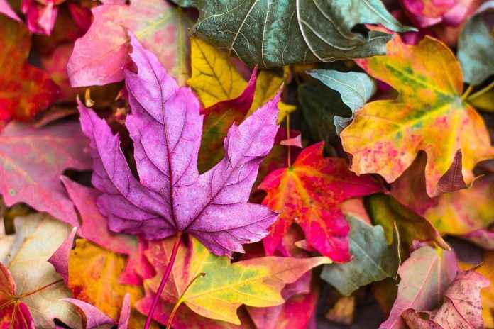 Waldboden Herbst fotografieren