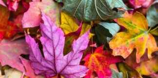Waldboden Herbst fotografieren