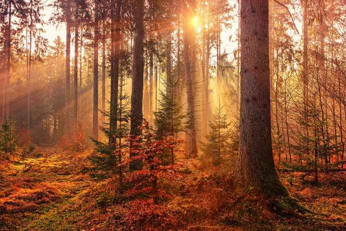 Herbstliche Farben fotografieren