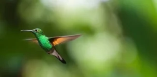 Kolibri