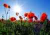 Hochformat und Querformat beim Fotografieren: Was wann? Blumen in Landschaft