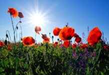 Blumen in Landschaft