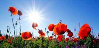Blumen in Landschaft