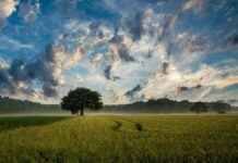 Landschaft Wetter Baum