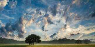 Landschaft Wetter Baum