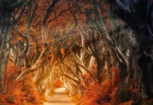 Licht Wald