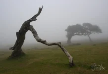 Nebelbaum mit Vordergrund