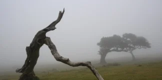 Nebelbaum mit Vordergrund