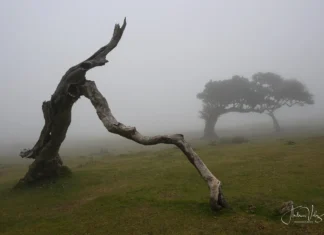 Nebelbaum mit Vordergrund