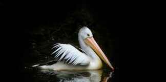 Pelikan im Wasser