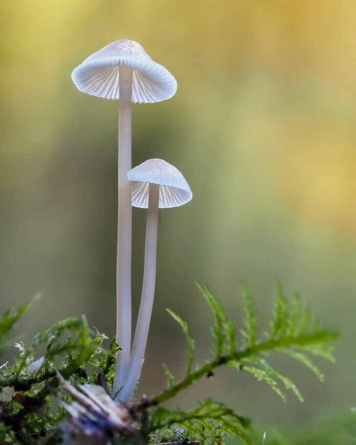Pilze Hintergrund