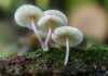 Pilze im Wald