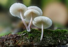 Pilze im Wald