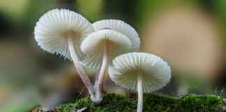 Pilze im Wald