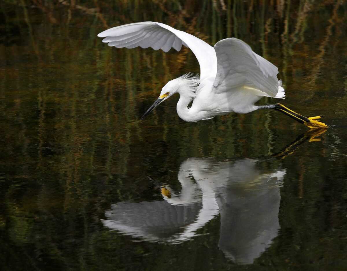 Reiher über Wasser Bildgestaltung