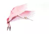 Vogel