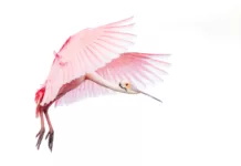 Vogel