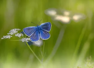 Schmetterling