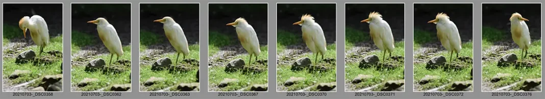 Bildserie eines Vogels