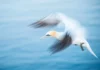 Tierfotografie Vogel mitziehen