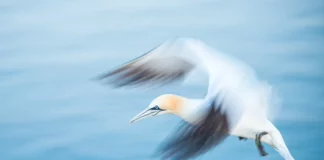 Tierfotografie Vogel mitziehen