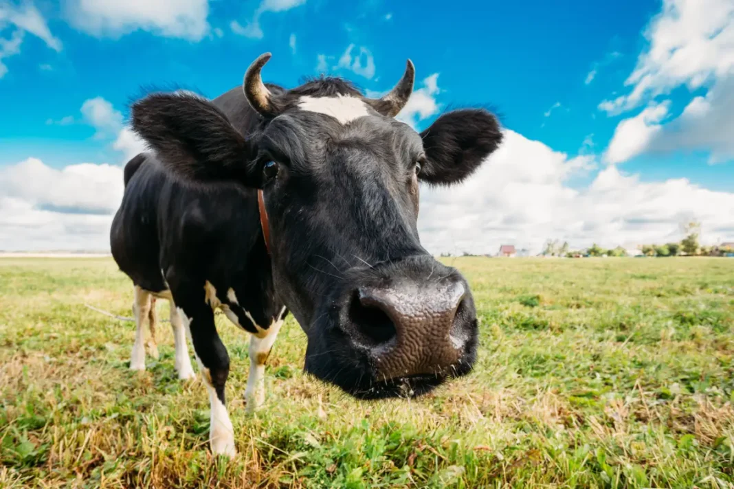 Verzerrung der Größenverhältnisse