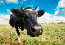 Verzerrung mit Weitwinkelobjektiv kreativ einsetzen Verzerrung der Größenverhältnisse