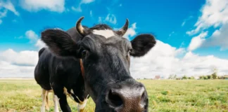 Verzerrung der Größenverhältnisse