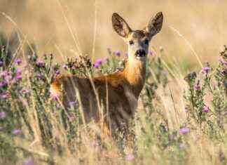 wildlife