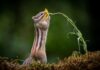 Wildlife Fotografie