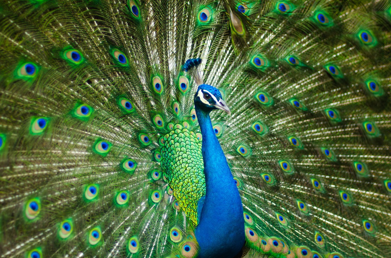Fotografieren im Zoo