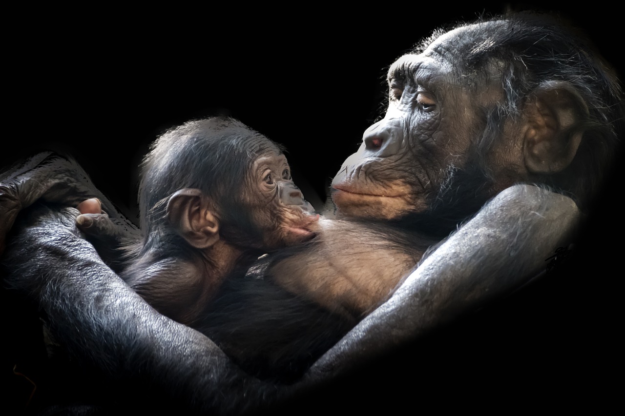 Zoofotografie